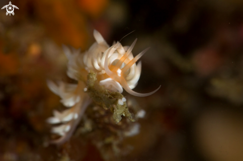 A Nudibranch Caloria sp.