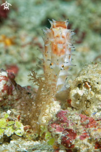 A Thorny Seahorse