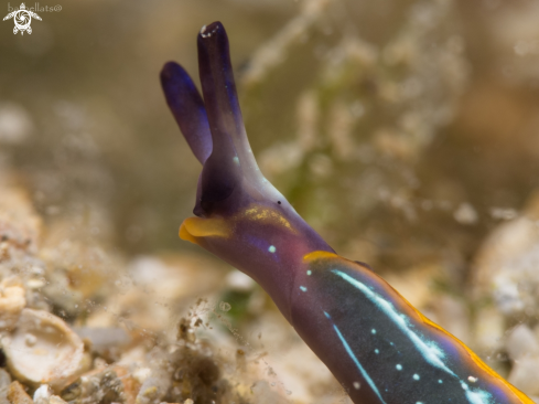 A Thuridilla hopei | Nudibranch