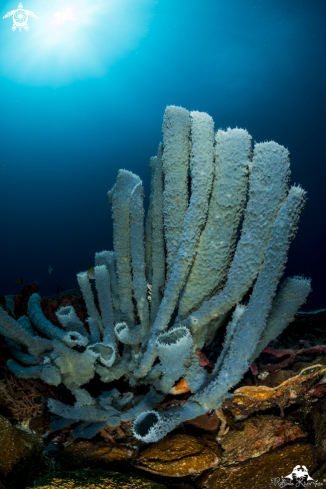 A Tube coral