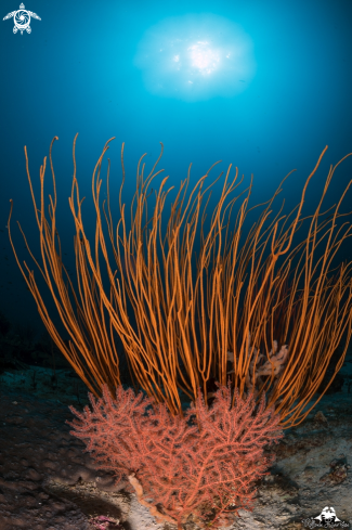 A Soft coral