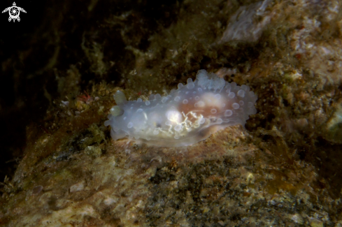 A Nudibranch Gymnodoris sp.