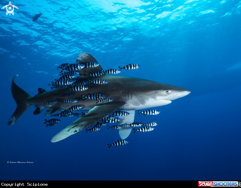 A Longimanus Shark