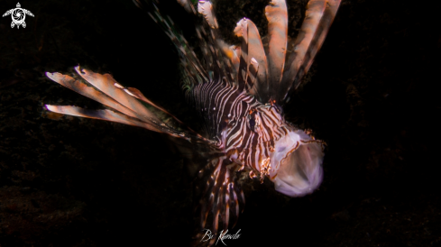 A Lion Fish 