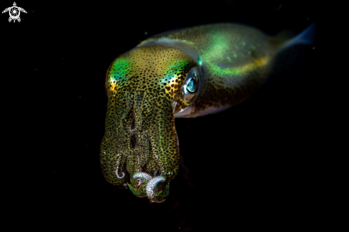 A Bigfin reef squid