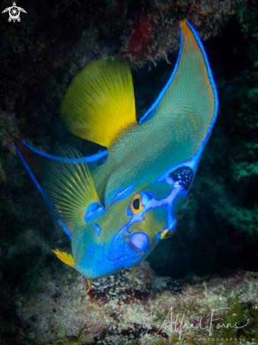 A Hokacanthus Ciliaris | Queen Angelfish