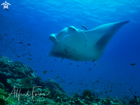 A Giant Manta Ray