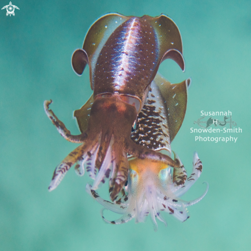 A Caribbean Reef Squid