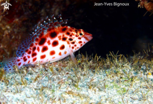 A Cirrhitidae | Hawkfish Mauritius ,Grand Baie 