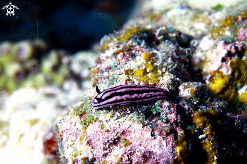 A Nudiranch Mauritius ,Grand Baie ,Mauritius/Ile Maurice 