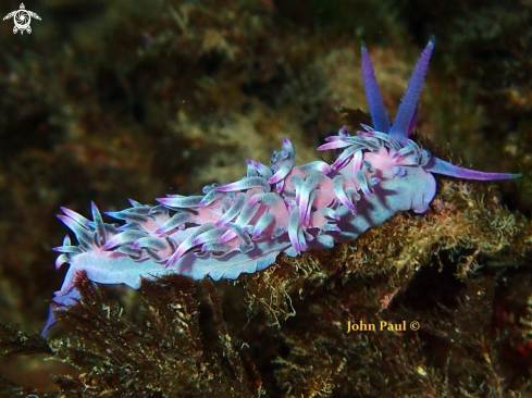 A Flabellina affinis | FLABELLINE MAUVE