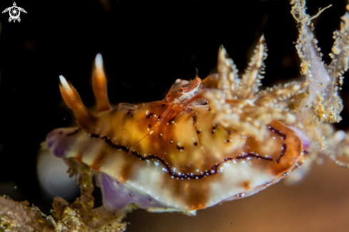 A Hypselodoris krakatoa