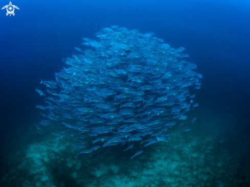 A Lutjanus russellii | Russell's Snapper