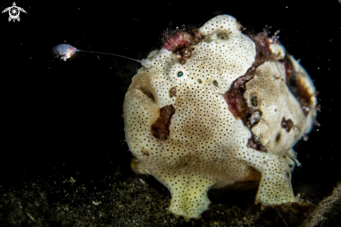 A Painted frogfish