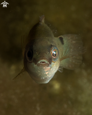 A Goldsinny wrasse