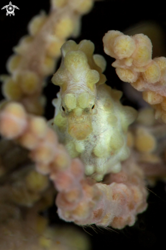 A Pygmy seahorse (Hippocampus bargibanti)