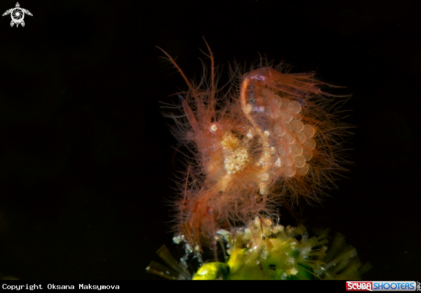 A Hairy Shrimp ( Phycocaris simulans) carrying the eggs