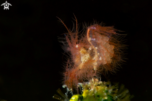 A Hairy Shrimp ( Phycocaris simulans) carrying the eggs