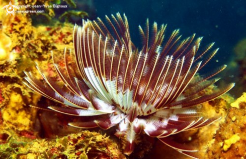 A Tubipora musica | Tube Coral ,Balaclava,Mauritius