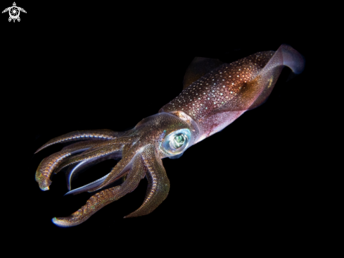 A Bigfin reef squid