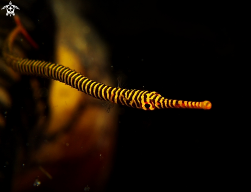 A Pipe fish