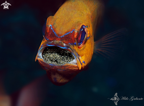 A Ostorhinchus aureus (Lacepède, 1802) | Ring Tailed Cardinalfish 