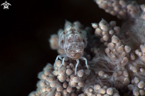 A Humpback Soft Coral Shrimp (Alcyonohippolyte dossena)