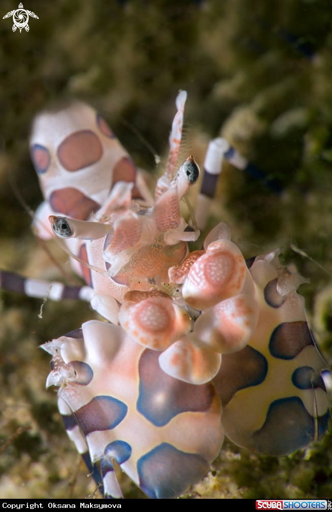 A Harlequin shrimp (Hymenocera picta)
