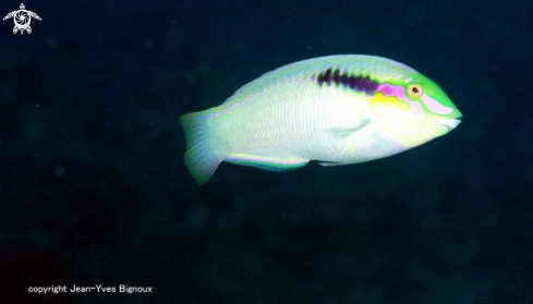 A Mauritius Wrasse 25metres ,Balaclava.Mauritius