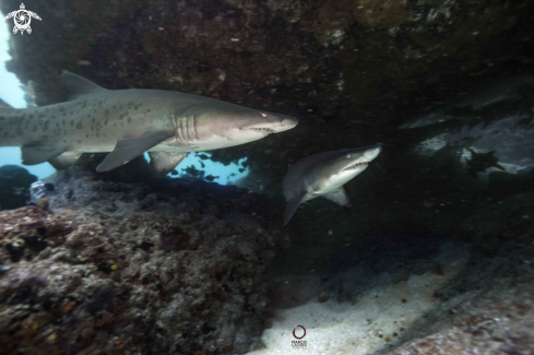 A Sand Tiger