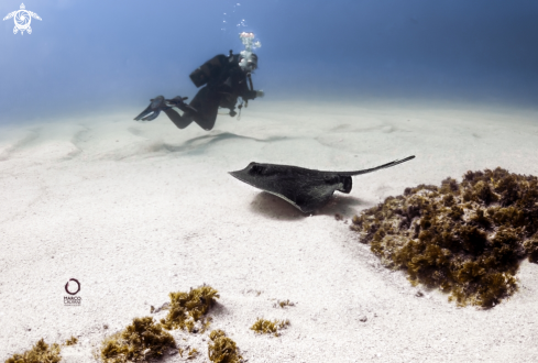 A Stingray