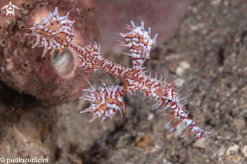 A Solenostomidae, Solenostomus paradoxus | Ornate Ghost Pipefish. Female variation.