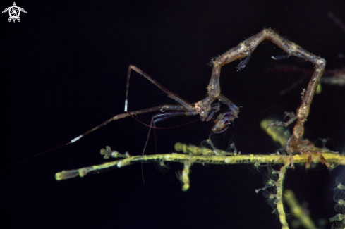 A  (Caprella sp.)