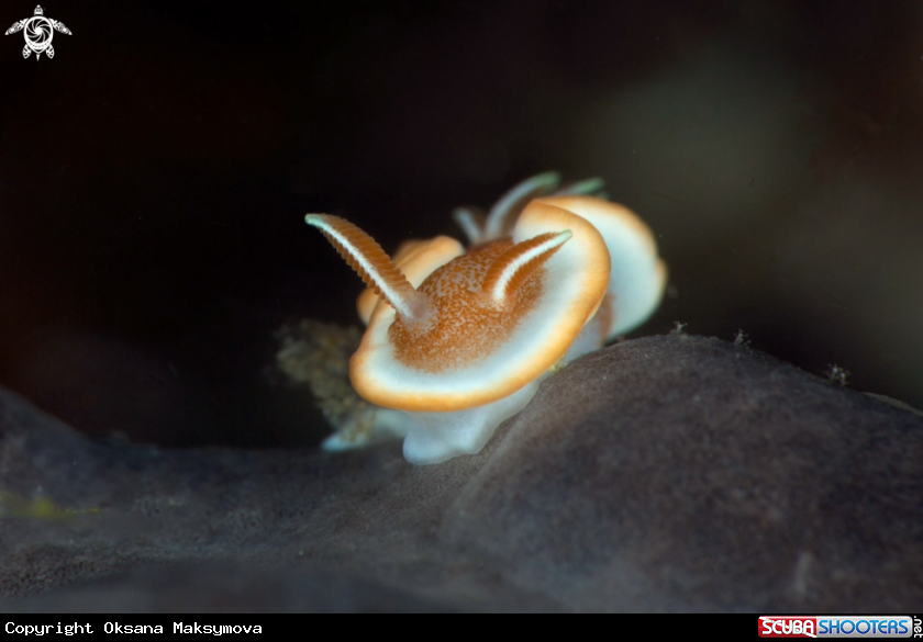 A Glossodoris rufomarginata