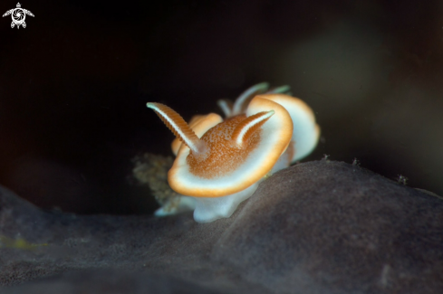 A Glossodoris rufomarginata