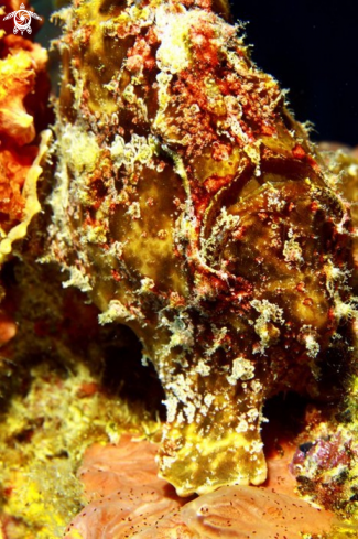 A Scorpion Fish on a Mauritius shipwreck