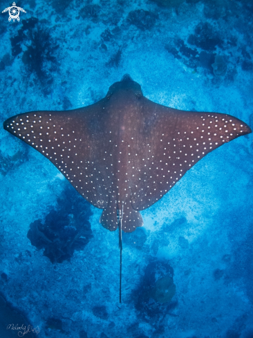 A eagle ray