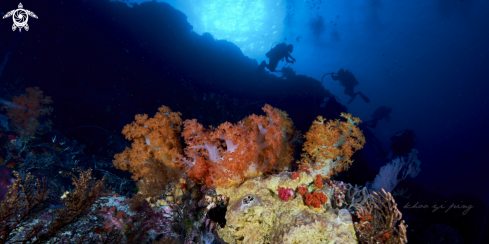 A coral reefs