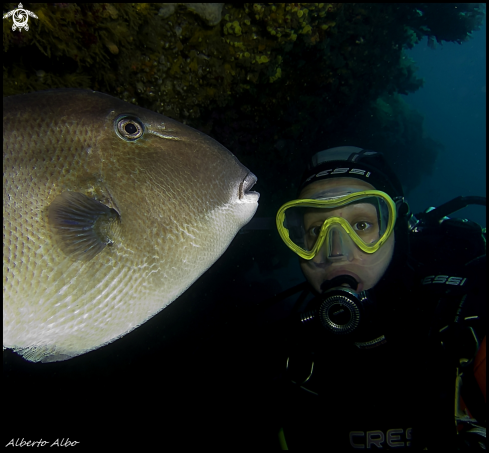 A underwater creature