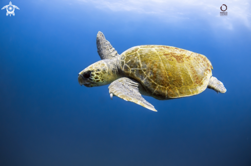 A Caretta Caretta