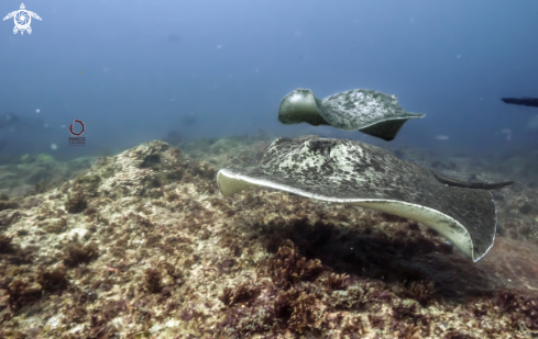 A Marble Ray