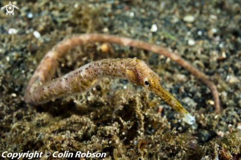 A pipefish