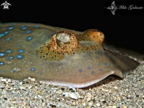 A Neotrygon kuhlii. | Blue Spotted Rays 