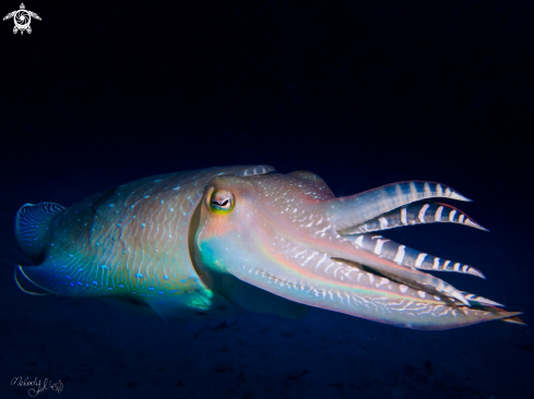 A CuttleFish