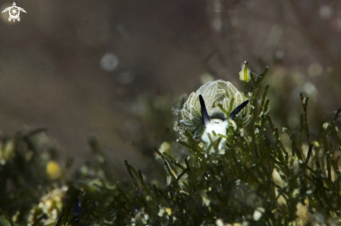 A Nudibranch Costasiella usagi