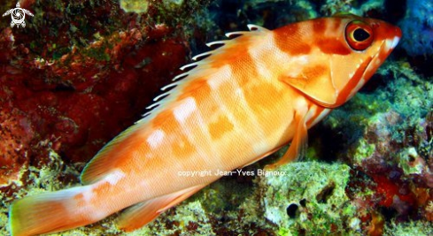 A Epinephelus morrhua | Comet Grouper /Vieille Labou-Mauritius