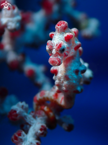 A Pygmy Seahorse