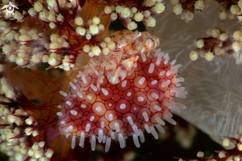 A Soft Coral Porcelain Crab and Cowrie