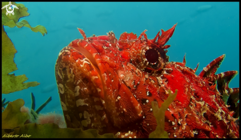 A underwater creature