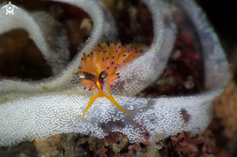 A Nudibranch Favorinus mirabilis